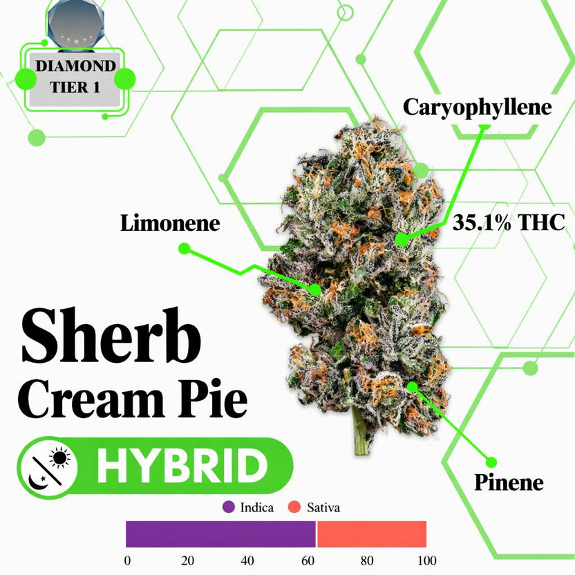 TIER 1 FLOWER - SHERB CREAM PIE - HYBRID