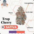 TIER 1 FLOWER - TROP CHERRY - SATIVA